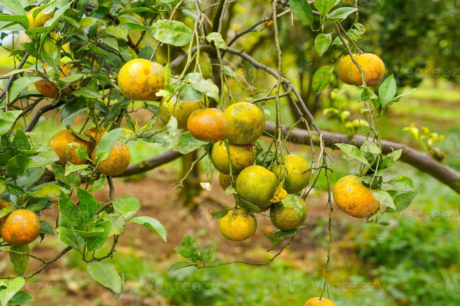 Oranges on the Tree ready for Harvests. Navel orange, Citrus sinensis or known as Limau Madu photo
