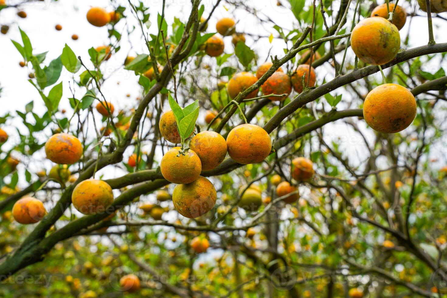 Oranges on the Tree ready for Harvests. Navel orange, Citrus sinensis or known as Limau Madu photo