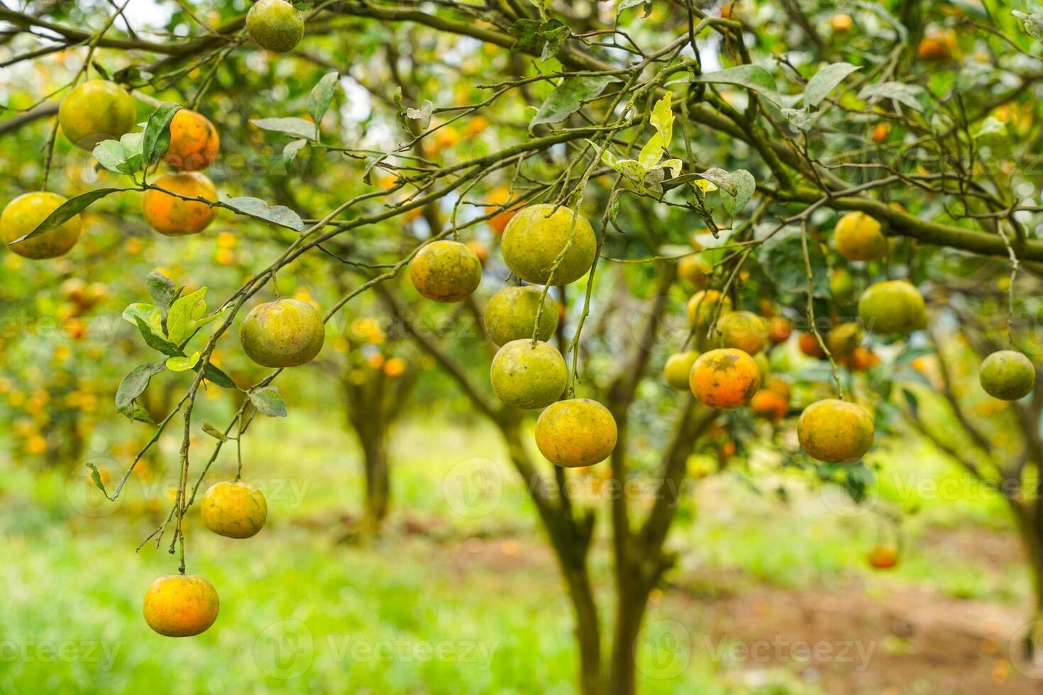 Oranges on the Tree ready for Harvests. Navel orange, Citrus sinensis or known as Limau Madu photo