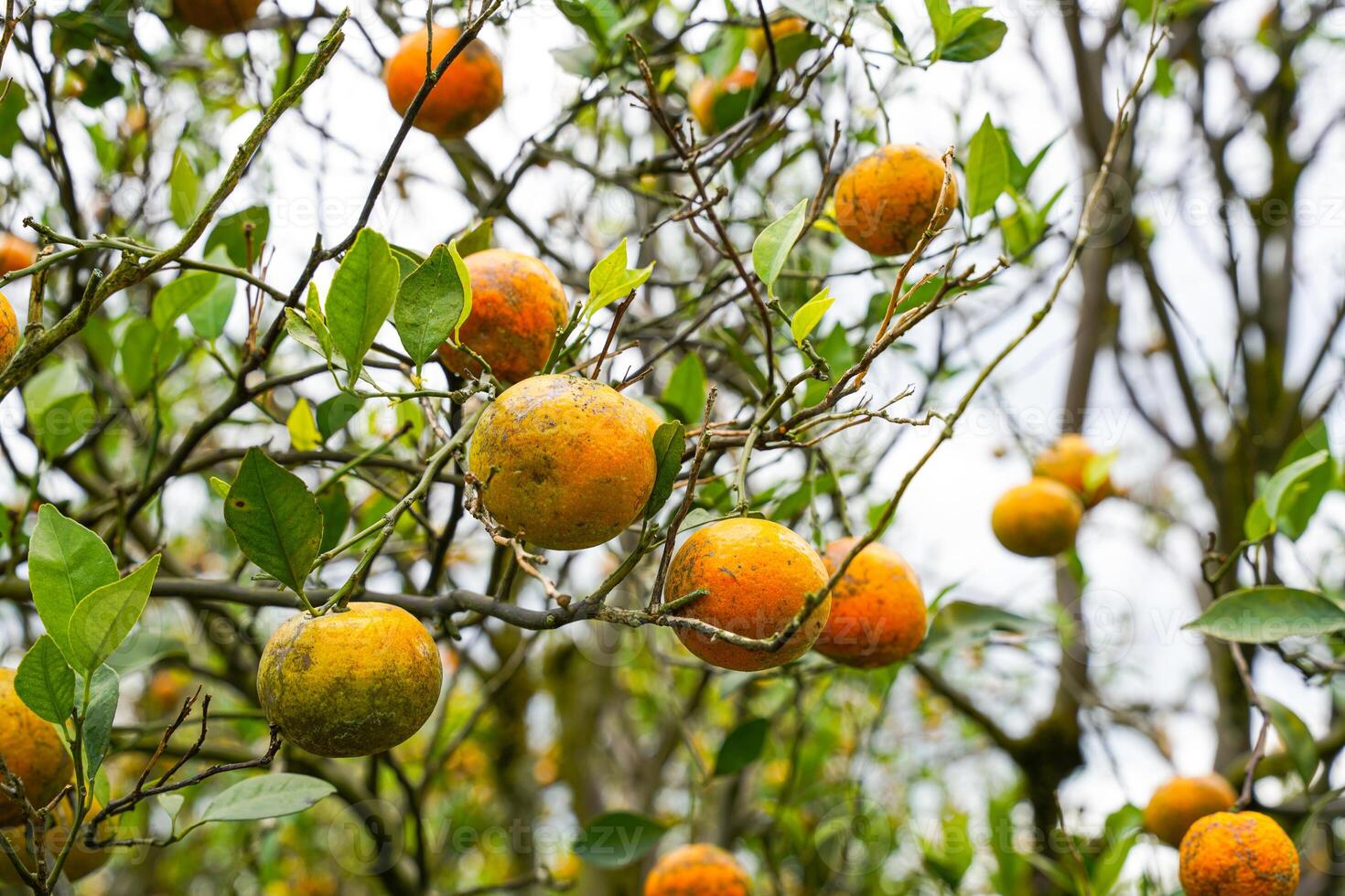 Oranges on the Tree ready for Harvests. Navel orange, Citrus sinensis or known as Limau Madu photo