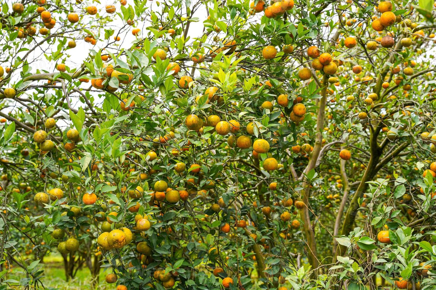 Oranges on the Tree ready for Harvests. Navel orange, Citrus sinensis or known as Limau Madu photo