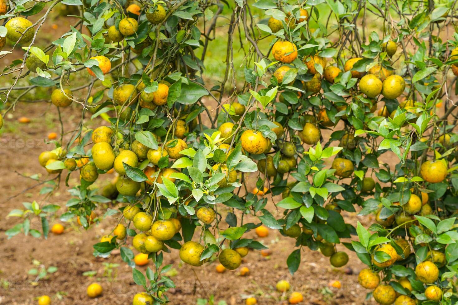 Oranges on the Tree ready for Harvests. Navel orange, Citrus sinensis or known as Limau Madu photo