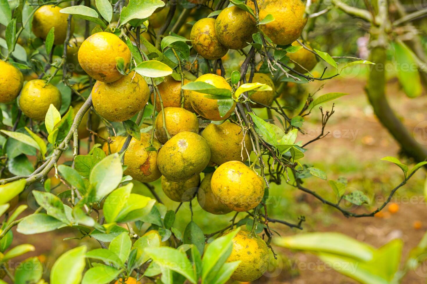 Oranges on the Tree ready for Harvests. Navel orange, Citrus sinensis or known as Limau Madu photo