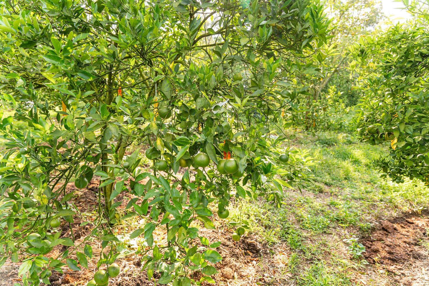 Oranges on the Tree ready for Harvests. Navel orange, Citrus sinensis or known as Limau Madu photo