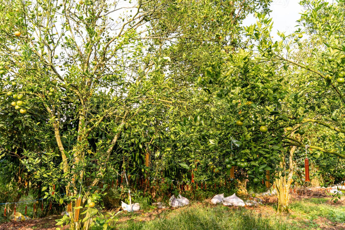 Oranges on the Tree ready for Harvests. Navel orange, Citrus sinensis or known as Limau Madu photo