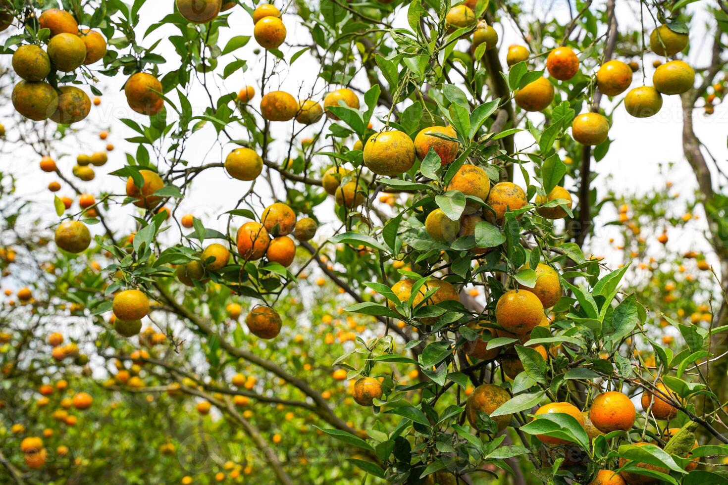 Oranges on the Tree ready for Harvests. Navel orange, Citrus sinensis or known as Limau Madu photo