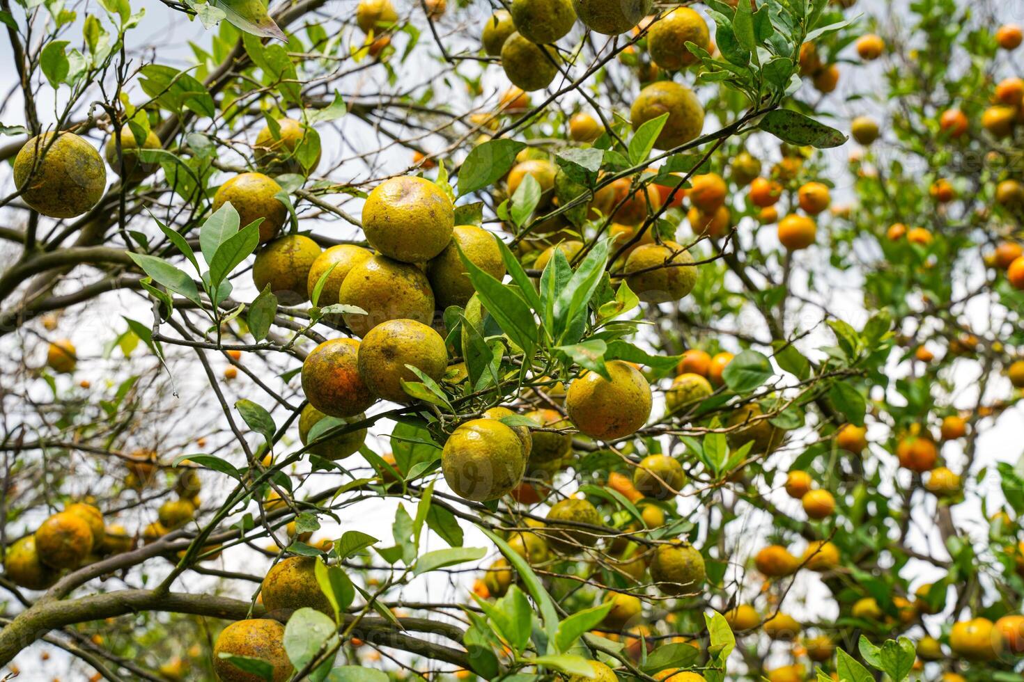 Oranges on the Tree ready for Harvests. Navel orange, Citrus sinensis or known as Limau Madu photo