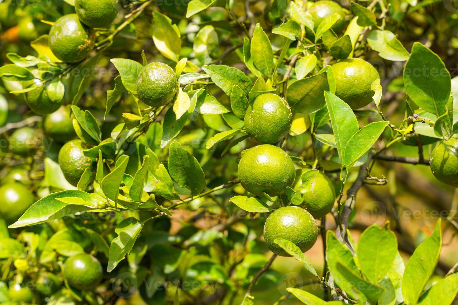 Oranges on the Tree ready for Harvests. Navel orange, Citrus sinensis or known as Limau Madu photo
