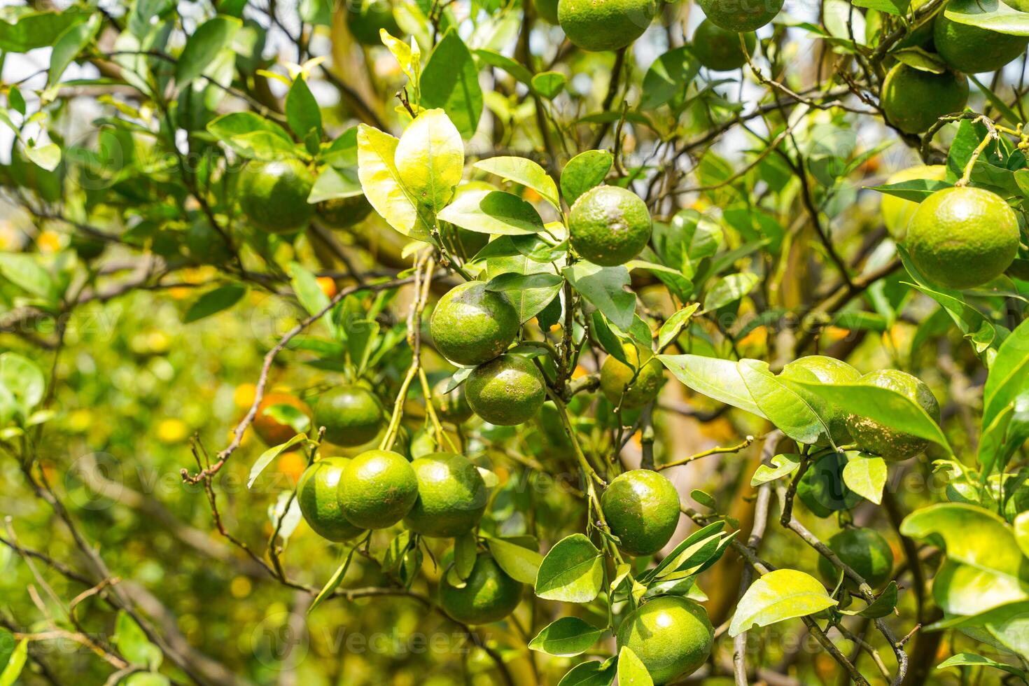 Oranges on the Tree ready for Harvests. Navel orange, Citrus sinensis or known as Limau Madu photo