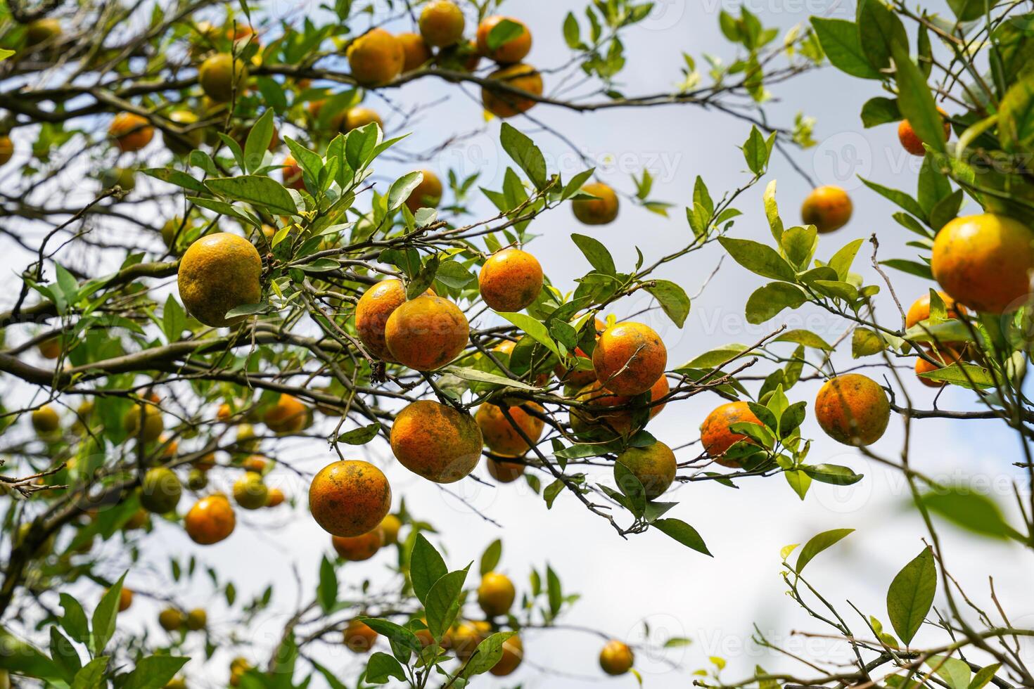 Oranges on the Tree ready for Harvests. Navel orange, Citrus sinensis or known as Limau Madu photo