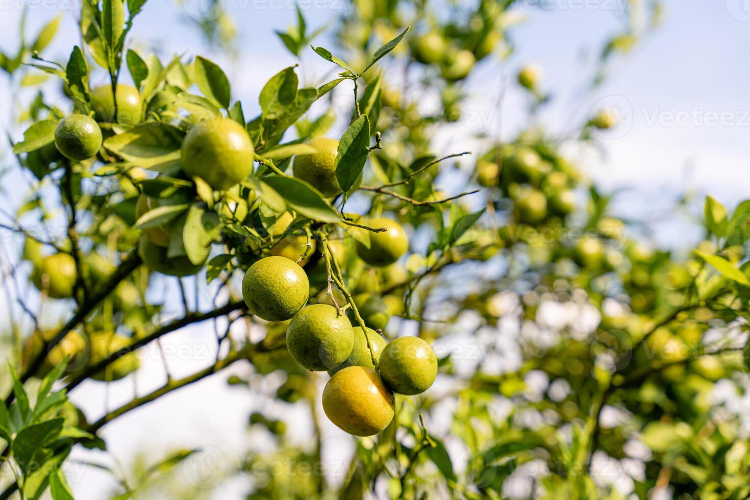 Oranges on the Tree ready for Harvests. Navel orange, Citrus sinensis or known as Limau Madu photo