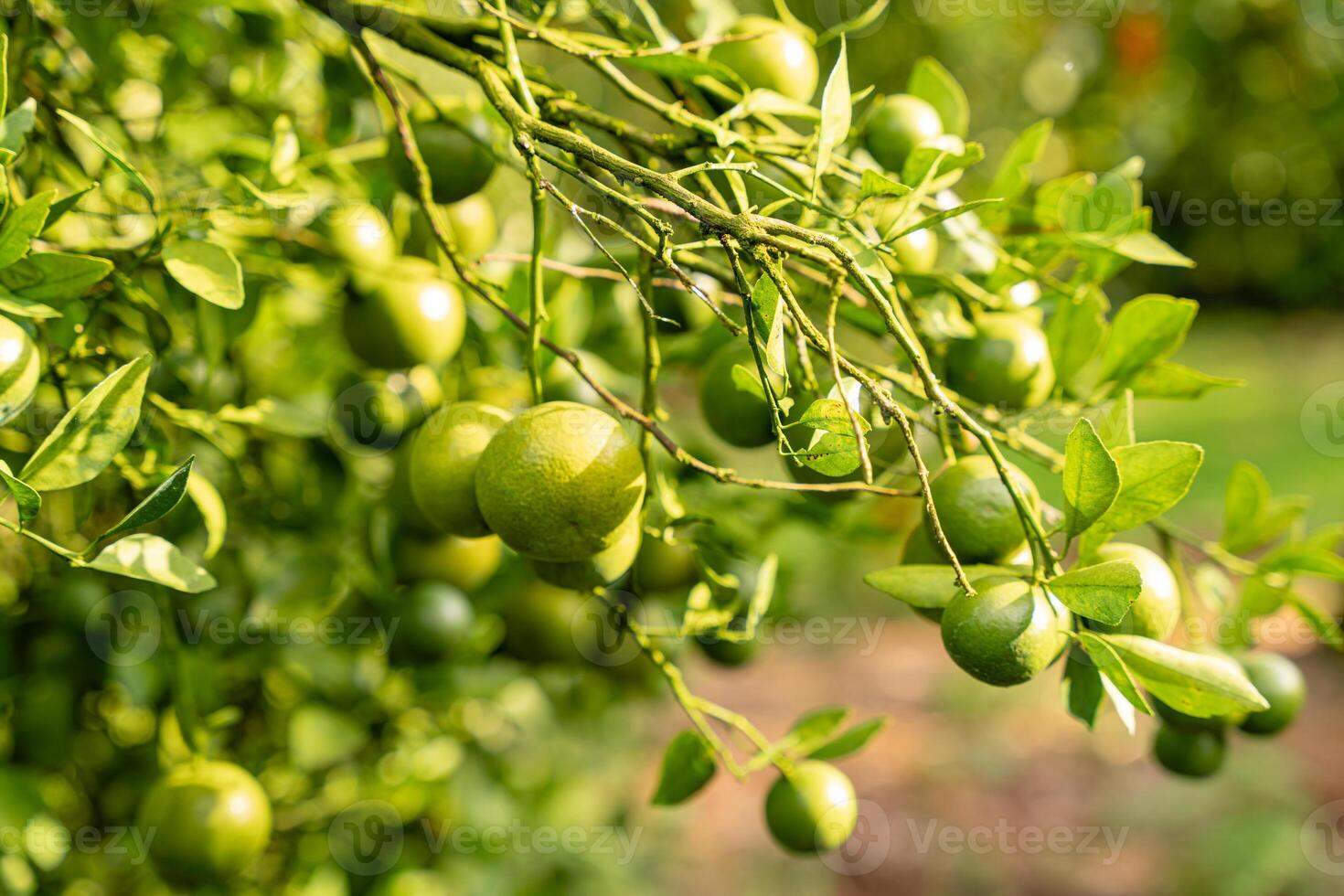 Oranges on the Tree ready for Harvests. Navel orange, Citrus sinensis or known as Limau Madu photo