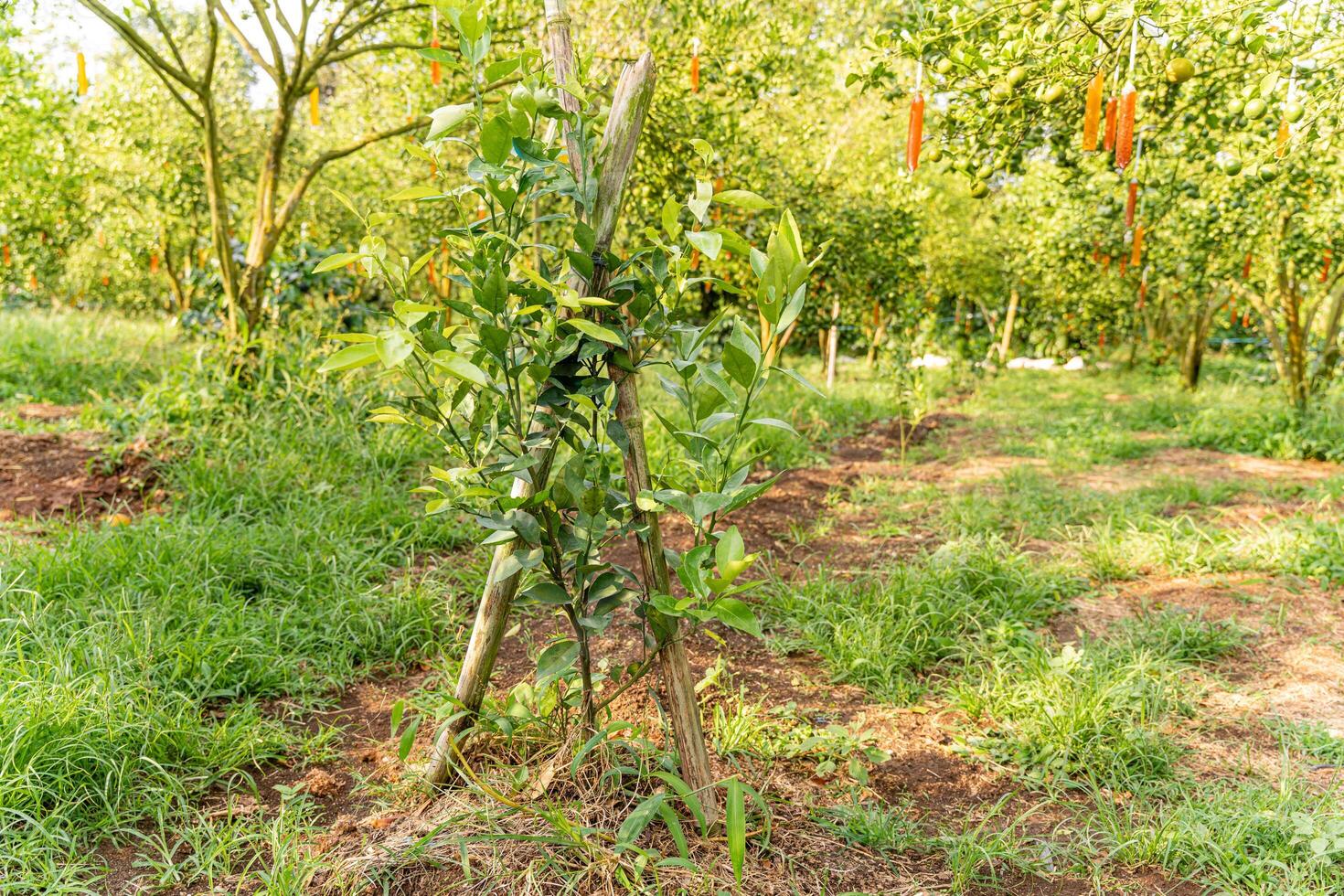 Oranges on the Tree ready for Harvests. Navel orange, Citrus sinensis or known as Limau Madu photo