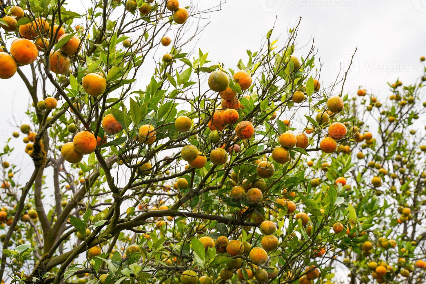 Oranges on the Tree ready for Harvests. Navel orange, Citrus sinensis or known as Limau Madu photo
