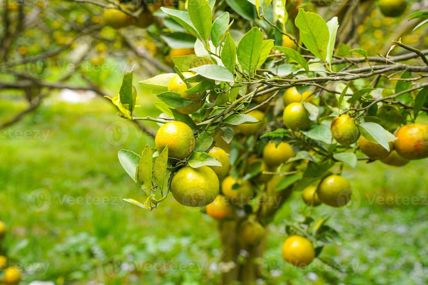 Oranges on the Tree ready for Harvests. Navel orange, Citrus sinensis or known as Limau Madu photo