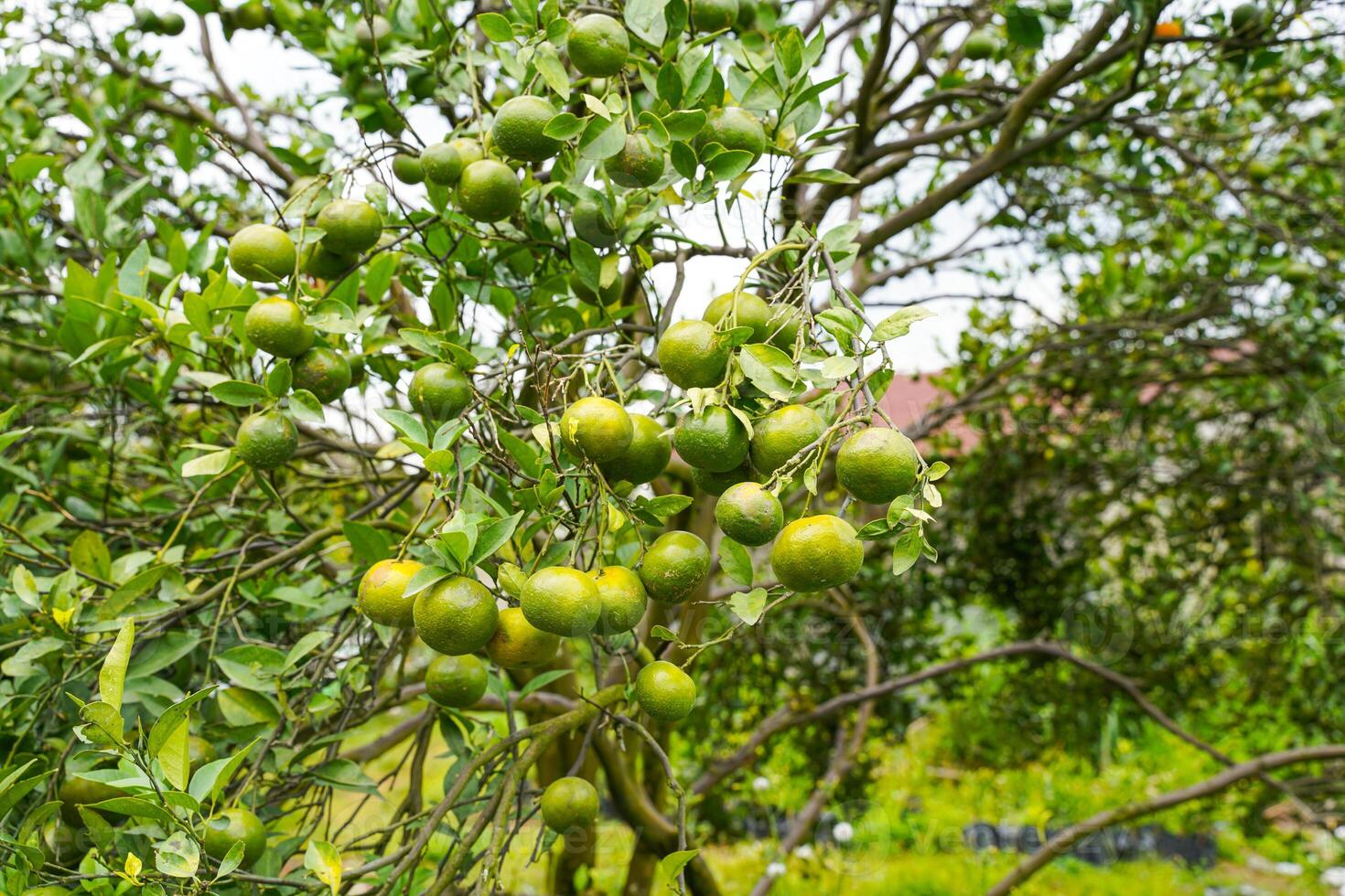 Oranges on the Tree ready for Harvests. Navel orange, Citrus sinensis or known as Limau Madu photo