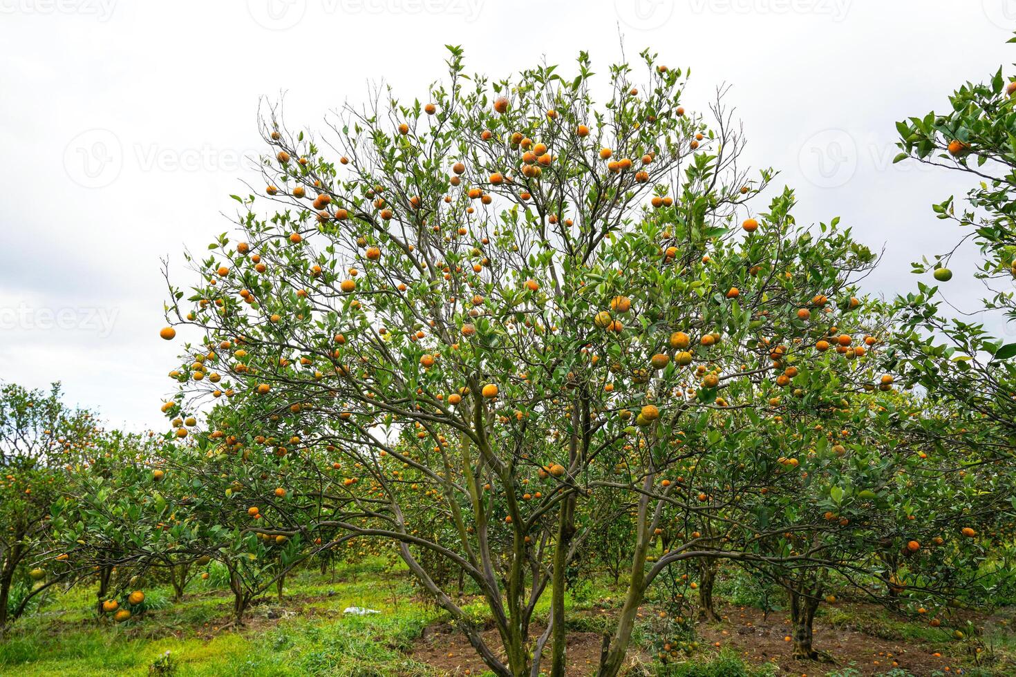 Oranges on the Tree ready for Harvests. Navel orange, Citrus sinensis or known as Limau Madu photo