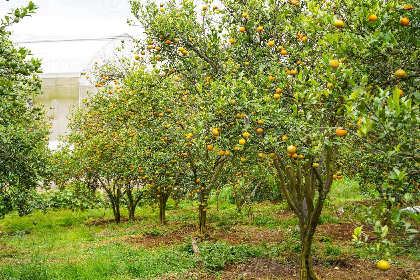 Oranges on the Tree ready for Harvests. Navel orange, Citrus sinensis or known as Limau Madu photo