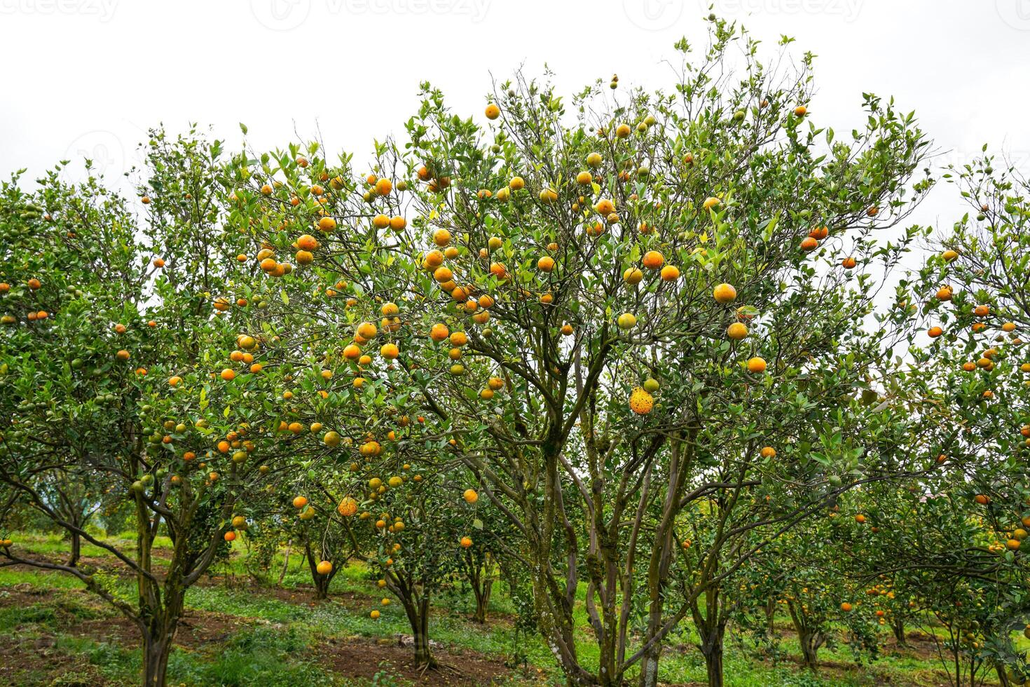 Oranges on the Tree ready for Harvests. Navel orange, Citrus sinensis or known as Limau Madu photo