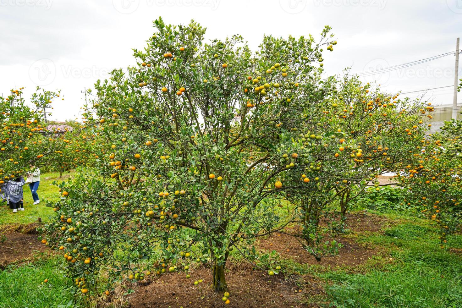 Oranges on the Tree ready for Harvests. Navel orange, Citrus sinensis or known as Limau Madu photo
