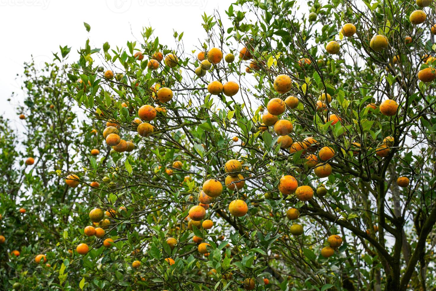 Oranges on the Tree ready for Harvests. Navel orange, Citrus sinensis or known as Limau Madu photo