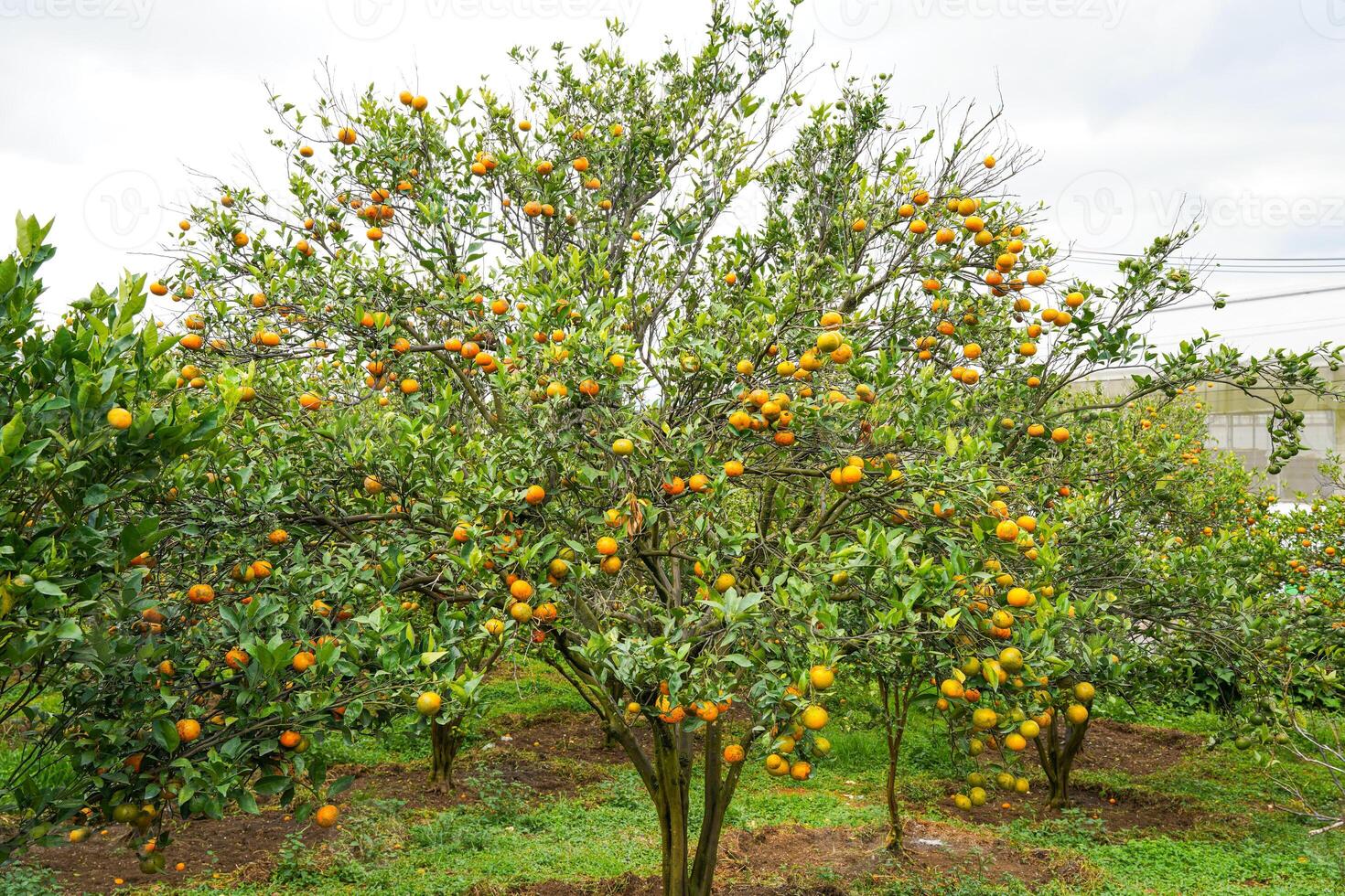 Oranges on the Tree ready for Harvests. Navel orange, Citrus sinensis or known as Limau Madu photo