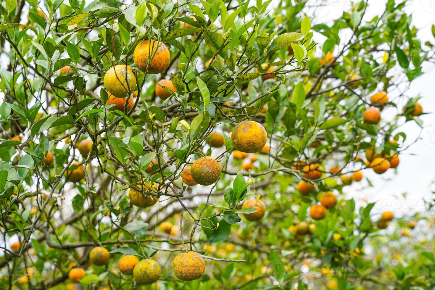 Oranges on the Tree ready for Harvests. Navel orange, Citrus sinensis or known as Limau Madu photo