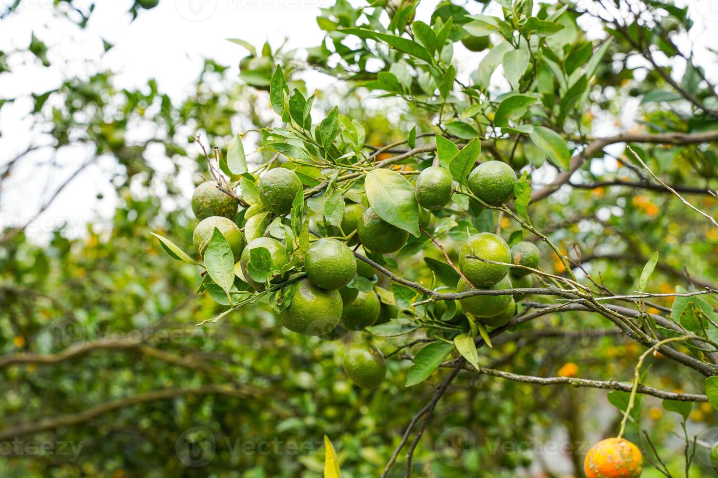 Oranges on the Tree ready for Harvests. Navel orange, Citrus sinensis or known as Limau Madu photo