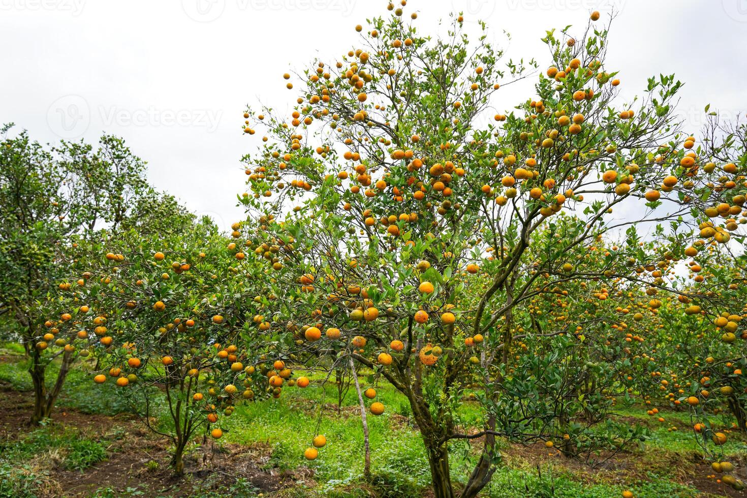 Oranges on the Tree ready for Harvests. Navel orange, Citrus sinensis or known as Limau Madu photo
