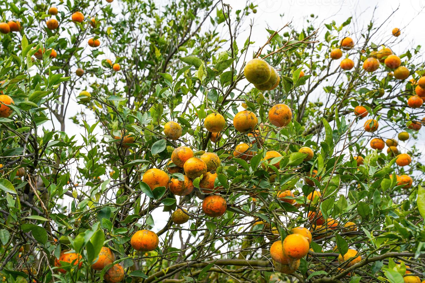 Oranges on the Tree ready for Harvests. Navel orange, Citrus sinensis or known as Limau Madu photo