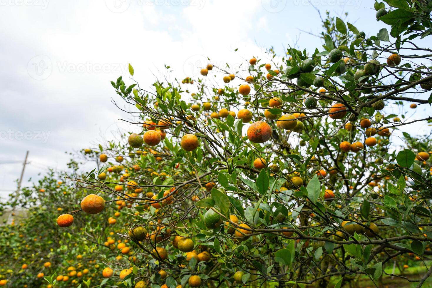 Oranges on the Tree ready for Harvests. Navel orange, Citrus sinensis or known as Limau Madu photo