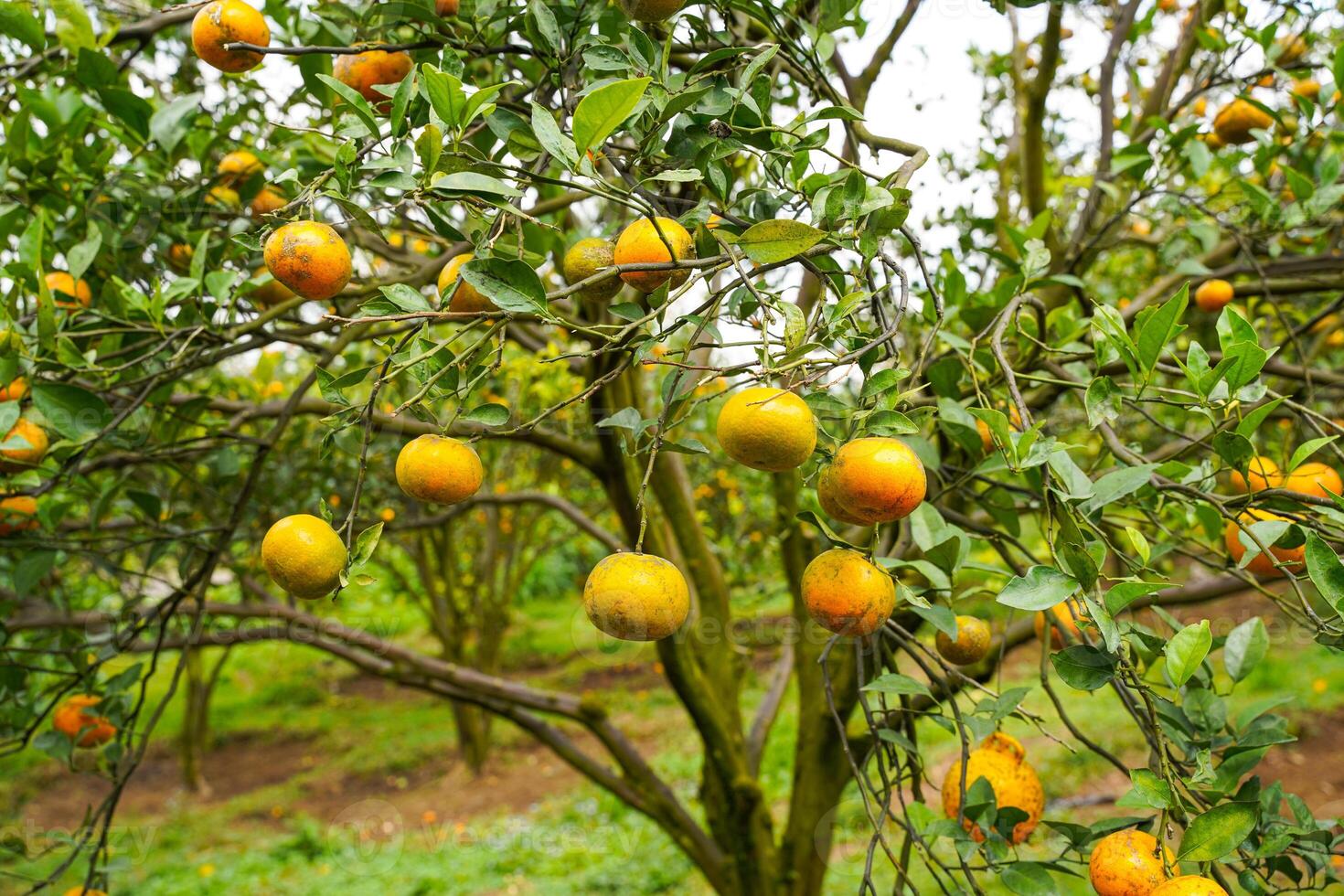 Oranges on the Tree ready for Harvests. Navel orange, Citrus sinensis or known as Limau Madu photo
