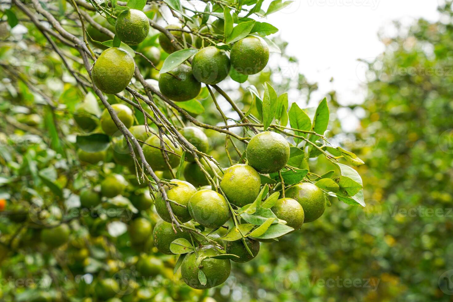 Oranges on the Tree ready for Harvests. Navel orange, Citrus sinensis or known as Limau Madu photo