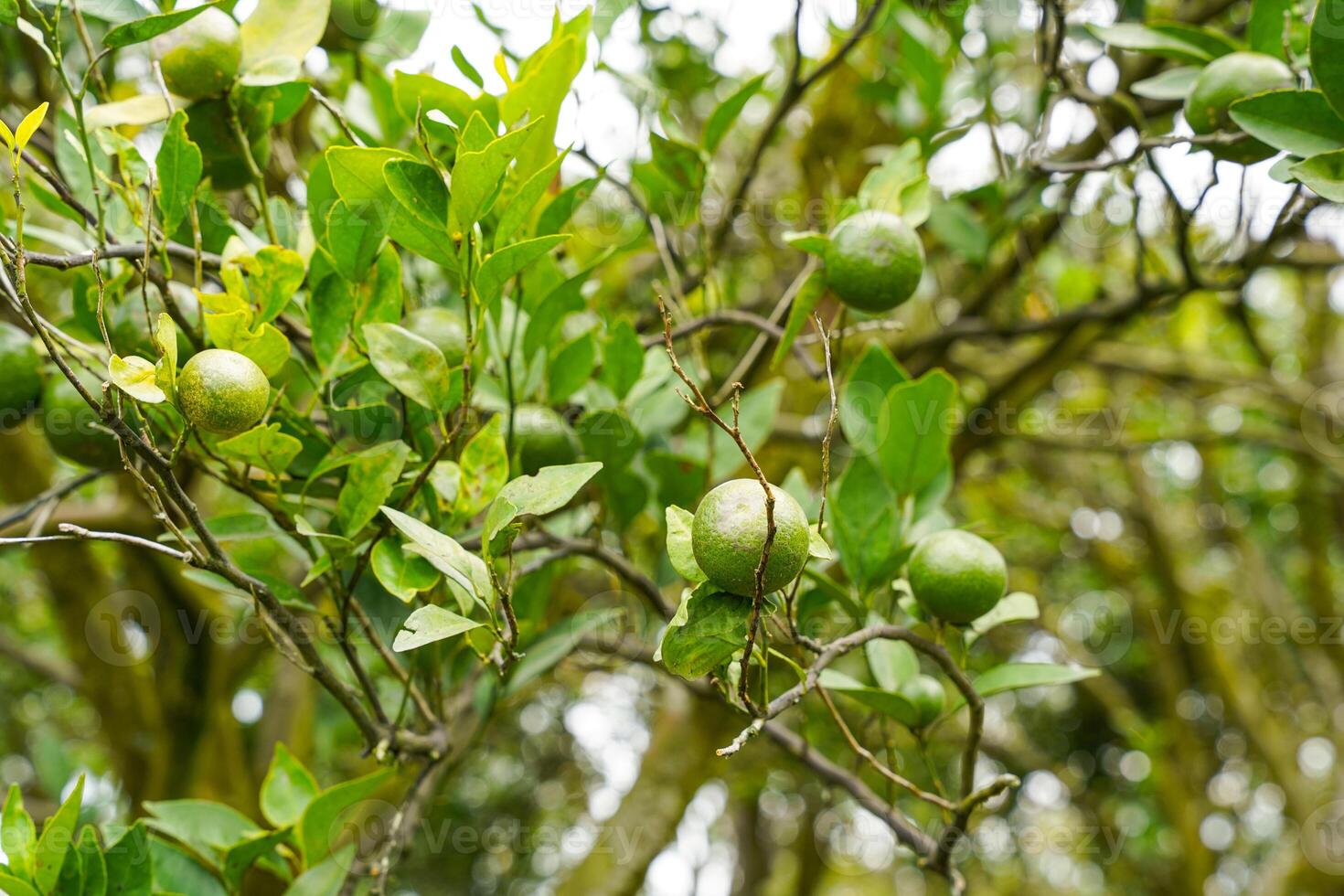 Oranges on the Tree ready for Harvests. Navel orange, Citrus sinensis or known as Limau Madu photo