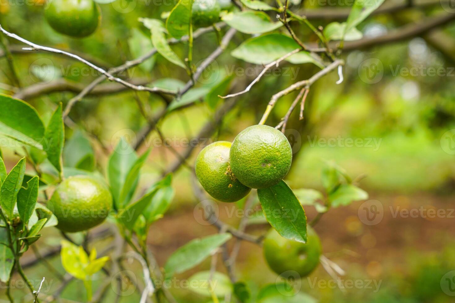Oranges on the Tree ready for Harvests. Navel orange, Citrus sinensis or known as Limau Madu photo