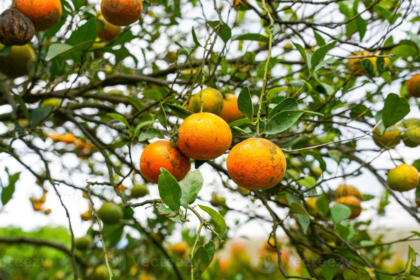 Oranges on the Tree ready for Harvests. Navel orange, Citrus sinensis or known as Limau Madu photo