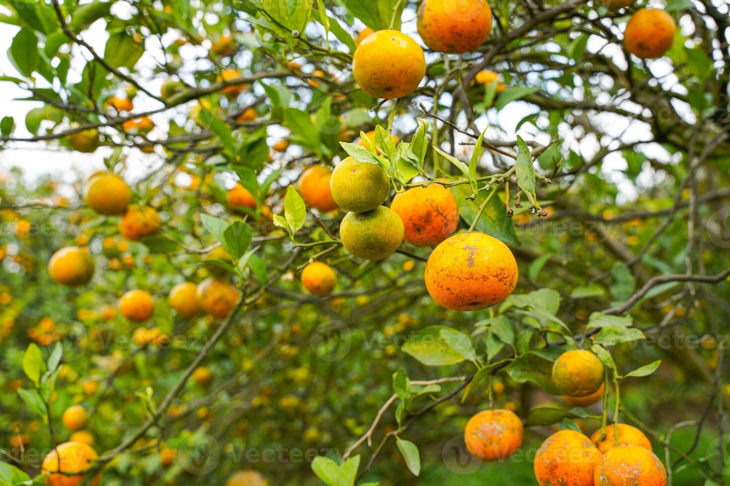 Oranges on the Tree ready for Harvests. Navel orange, Citrus sinensis or known as Limau Madu photo