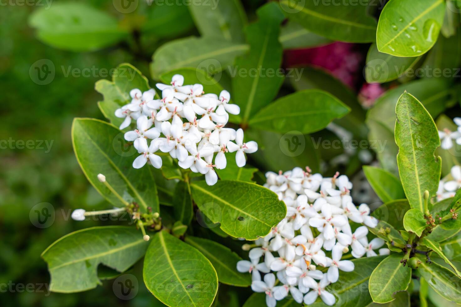 The Soka flower plant or red Ixora chinensis, commonly known as Chinese ixora flowers petal. Ixora coccinea in the garden. photo
