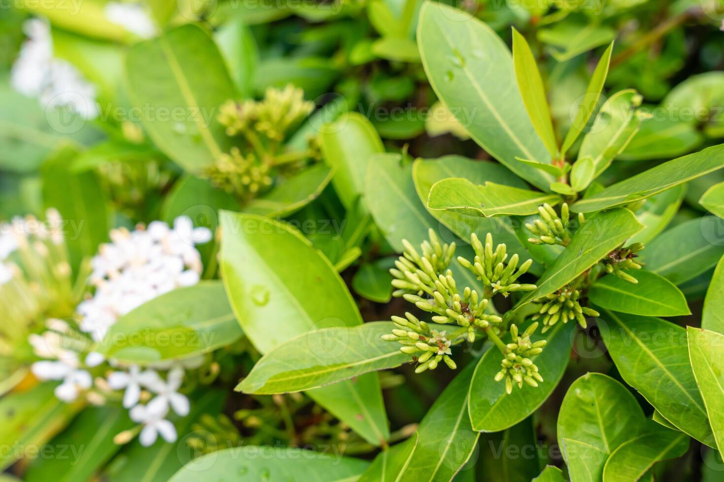 The Soka flower plant or red Ixora chinensis, commonly known as Chinese ixora flowers petal. Ixora coccinea in the garden. photo