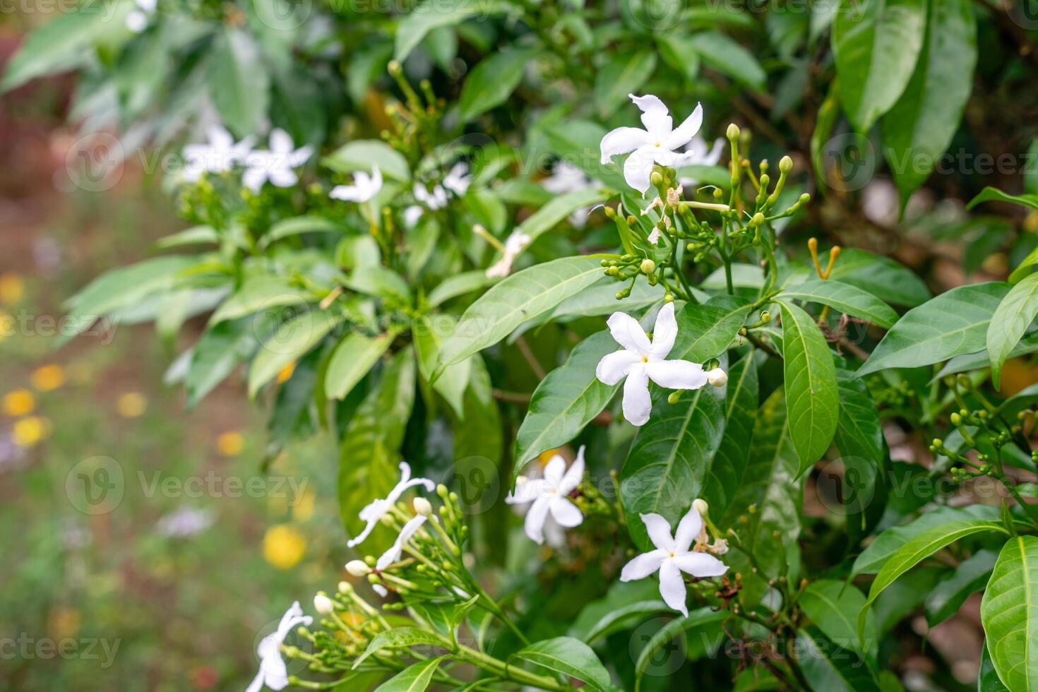Jasminum sambac, Arabian jasmine or Sambac jasmine is a species of jasmine native to tropical Asia, from the Indian subcontinent to Southeast Asia. photo