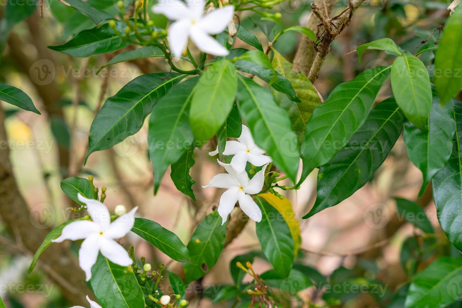 Jasminum sambac, Arabian jasmine or Sambac jasmine is a species of jasmine native to tropical Asia, from the Indian subcontinent to Southeast Asia. photo