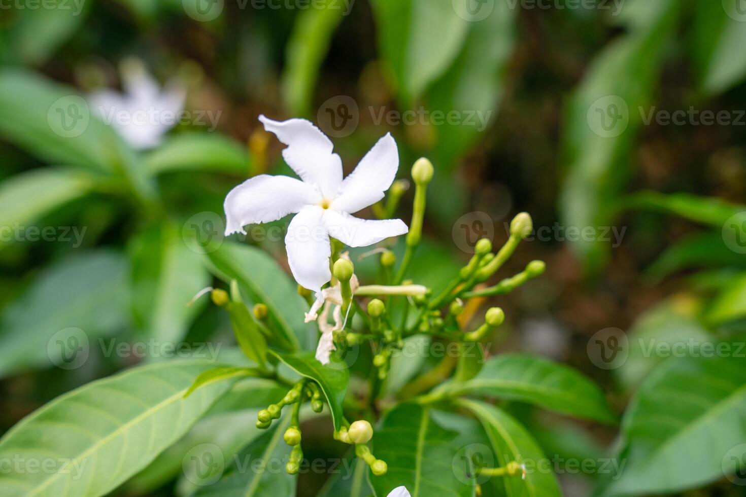 Jasminum sambac, Arabian jasmine or Sambac jasmine is a species of jasmine native to tropical Asia, from the Indian subcontinent to Southeast Asia. photo