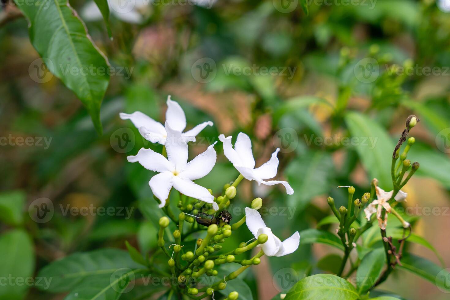 Jasminum sambac, Arabian jasmine or Sambac jasmine is a species of jasmine native to tropical Asia, from the Indian subcontinent to Southeast Asia. photo