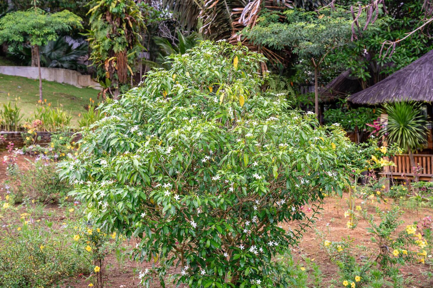 Jasminum sambac, Arabian jasmine or Sambac jasmine is a species of jasmine native to tropical Asia, from the Indian subcontinent to Southeast Asia. photo
