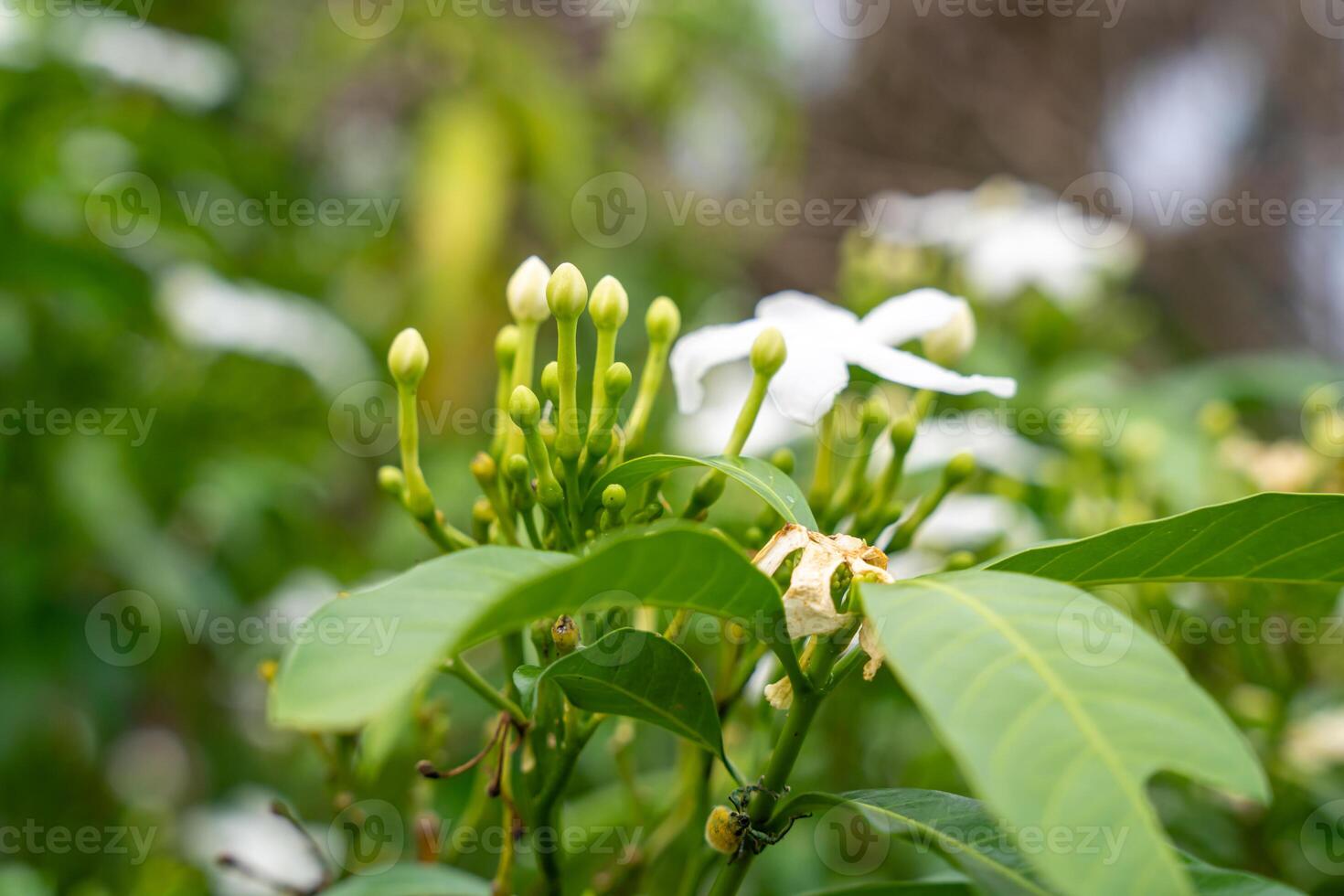 Jasminum sambac, Arabian jasmine or Sambac jasmine is a species of jasmine native to tropical Asia, from the Indian subcontinent to Southeast Asia. photo