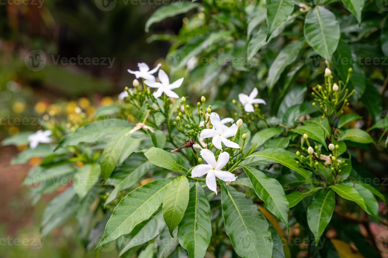 Jasminum sambac, Arabian jasmine or Sambac jasmine is a species of jasmine native to tropical Asia, from the Indian subcontinent to Southeast Asia. photo