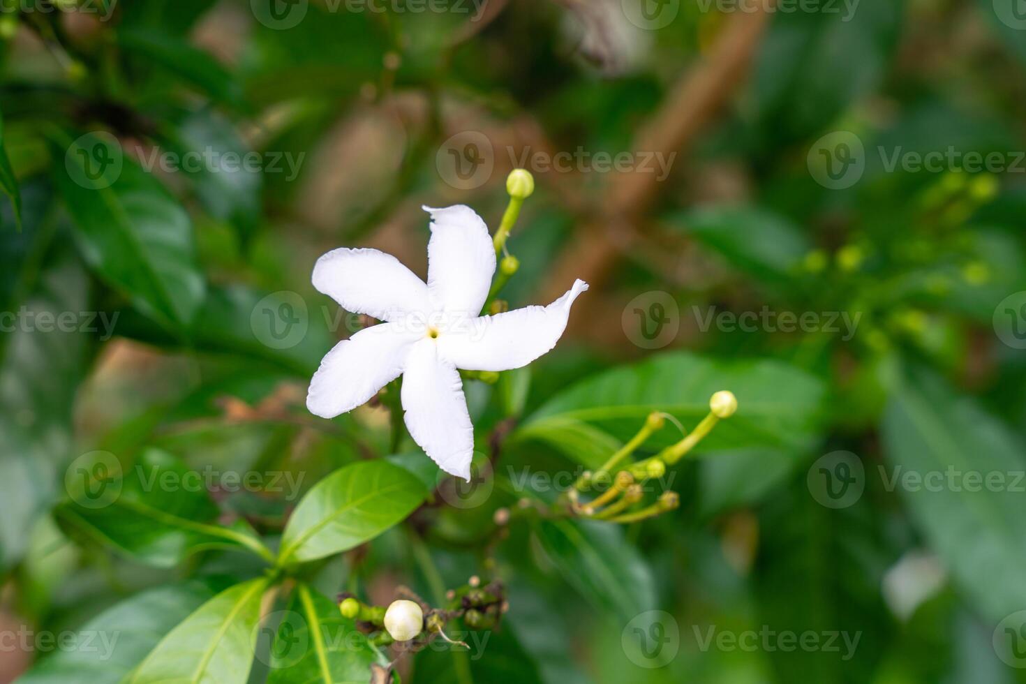 Jasminum sambac, Arabian jasmine or Sambac jasmine is a species of jasmine native to tropical Asia, from the Indian subcontinent to Southeast Asia. photo