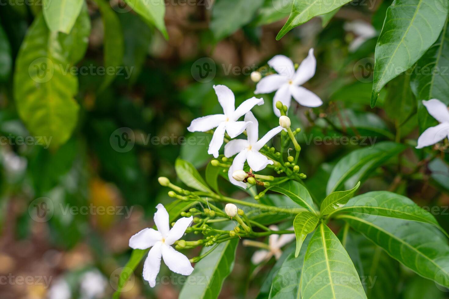 Jasminum sambac, Arabian jasmine or Sambac jasmine is a species of jasmine native to tropical Asia, from the Indian subcontinent to Southeast Asia. photo
