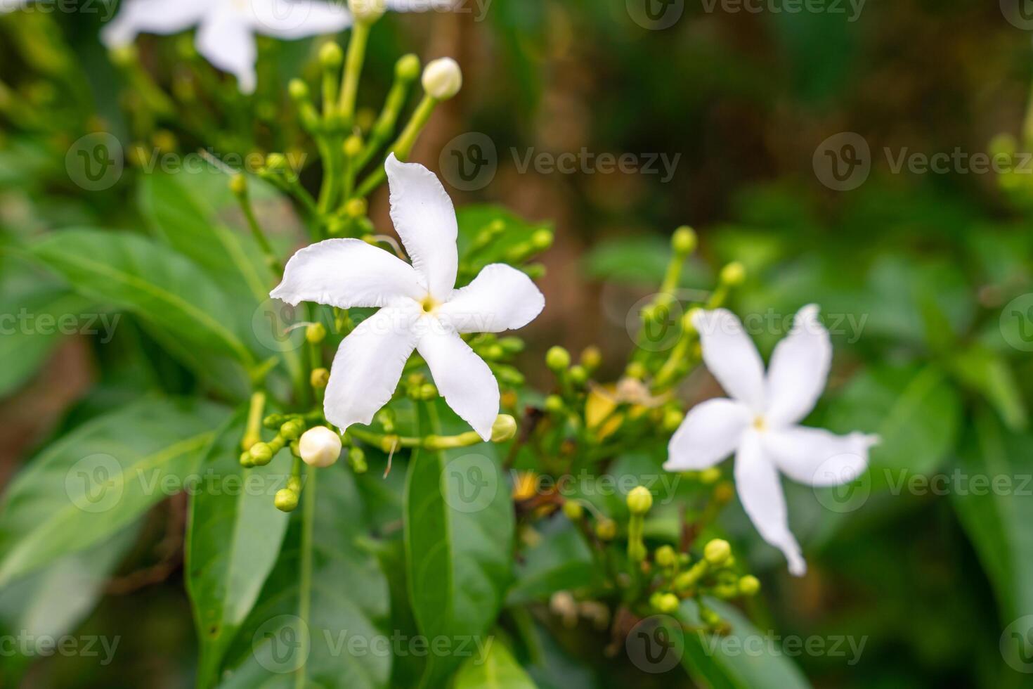 Jasminum sambac, Arabian jasmine or Sambac jasmine is a species of jasmine native to tropical Asia, from the Indian subcontinent to Southeast Asia. photo