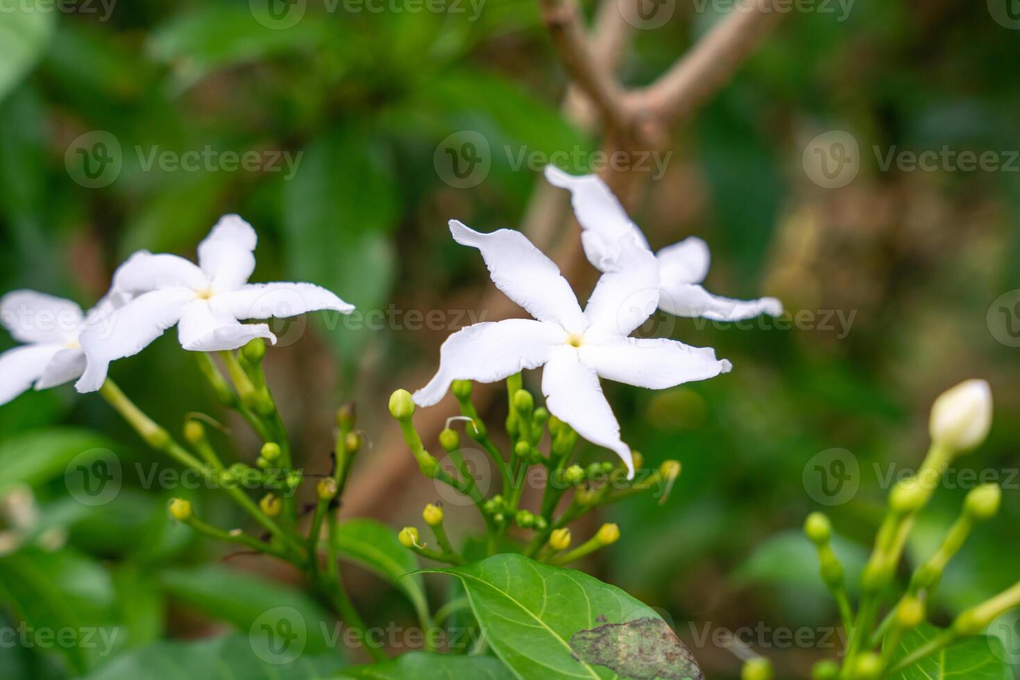 Jasminum sambac, Arabian jasmine or Sambac jasmine is a species of jasmine native to tropical Asia, from the Indian subcontinent to Southeast Asia. photo
